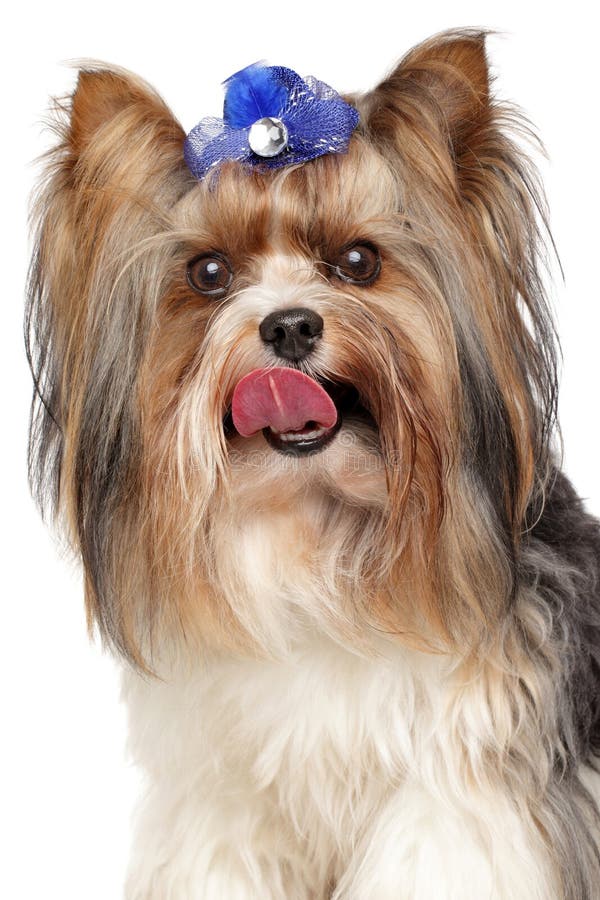 Yorkshire terrier di Biewer Ritratto del primo piano su fondo bianco fotografie stock libere da diritti Yorkshire terrier di Biewer Ritratto del primo piano su fondo bianco fotografie stock libere da diritti