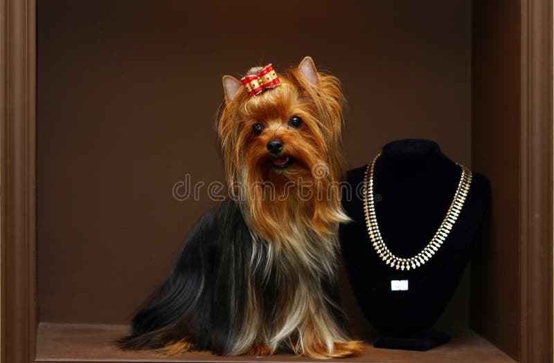 Yorkshire terrier with diamonds