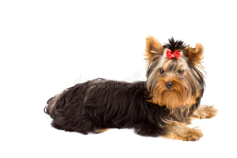 Yorkshire Terrier - Dog