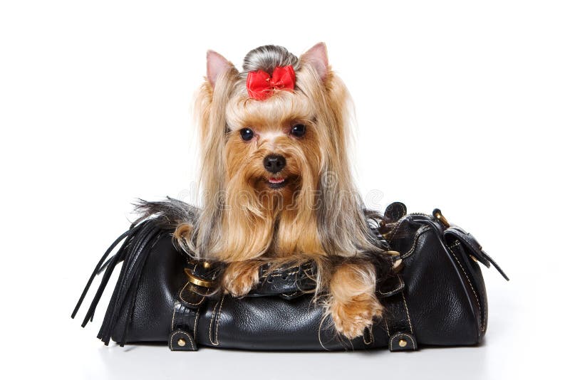 yorkie dog purse