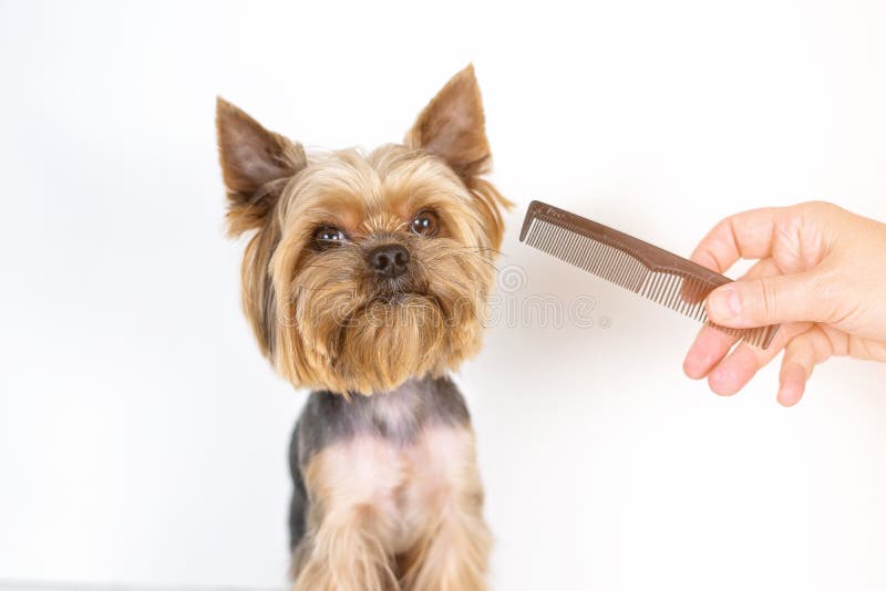 yorkie comb