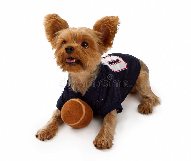 puppy football jerseys