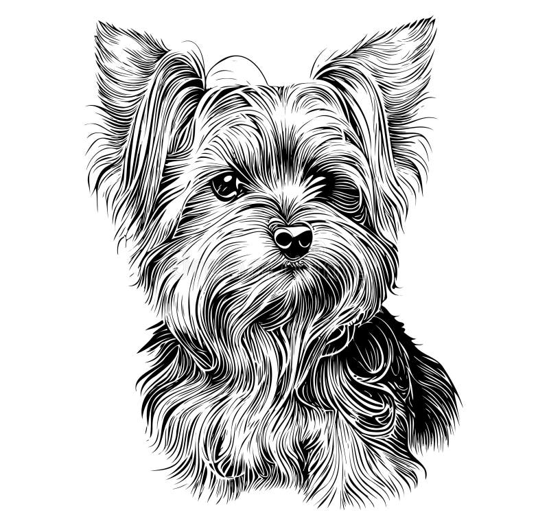 Yorkshire Terrier Dog Hand Drawn Sketch Vector Illustration Stock Photo ...