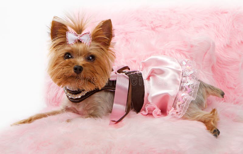 Yorkshire Terrier Dog on a Luxury Pink Bed Stock Photo Image of lace, family 21325890