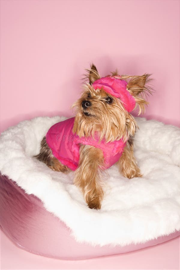 Yorkshire Terrier cane indossa il vestito rosa su rosa del cane.