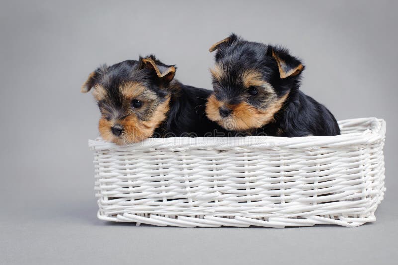 Yorkshire terrier Dog puppies portrait royalty free stock photography
