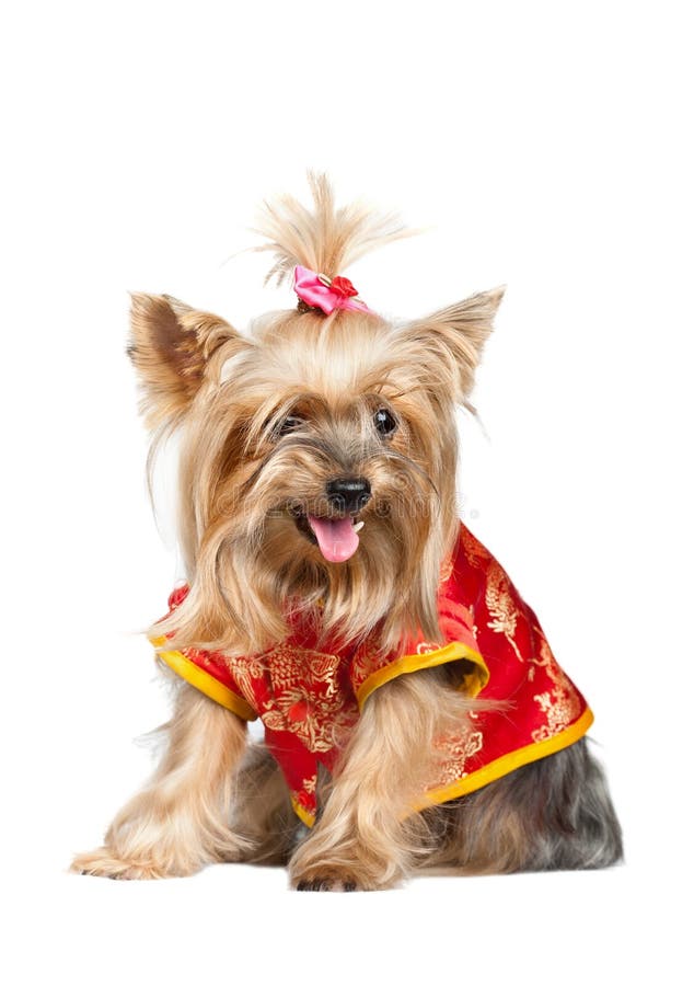 yorkshire terrier in chinese