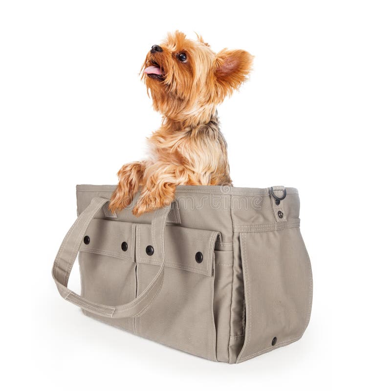 Man with a Louis Vuitton dog bag and small Yorkshire terrier Stock