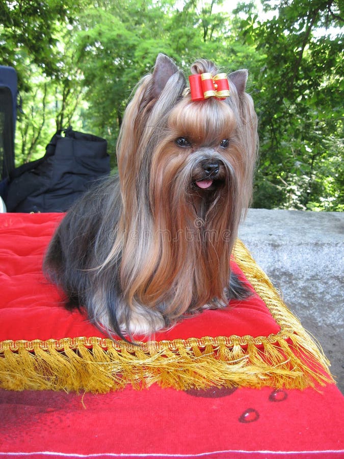 campana A tientas Revisión Yorkshire Terrier En El Abrigo De Exposición Foto de archivo - Imagen de  rojo, oscuro: 169754634