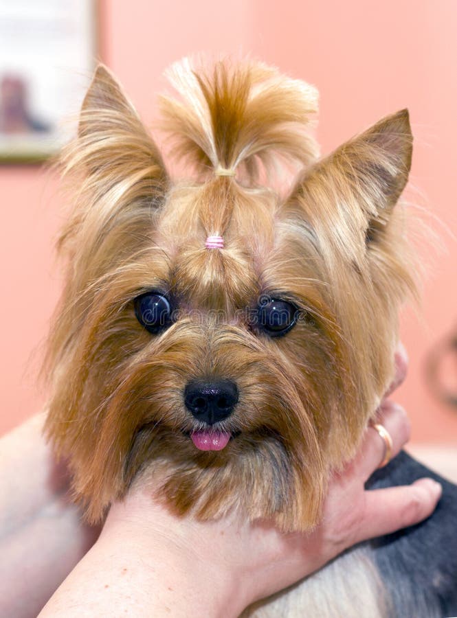 El Groomer Utiliza Un Secador De Pelo Para Secar El Perro. Preparación Del  Cabello De Jack Russel Terrier. Fotos, retratos, imágenes y fotografía de  archivo libres de derecho. Image 82429697