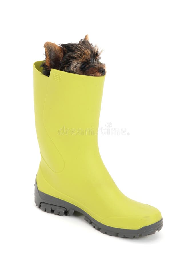 Puppy of the Yorkshire Terrier in green gumboots