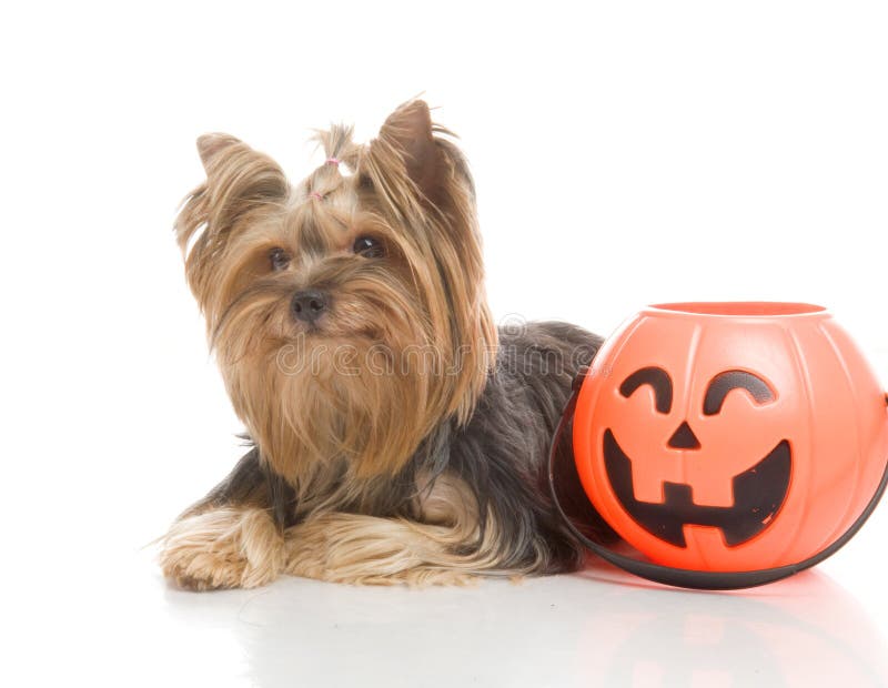yorkie pumpkin