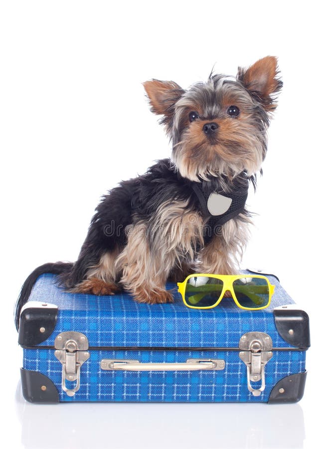Yorkshire Terrier hund royaltyfria bilder Yorkshire Terrier hund royaltyfria bilder