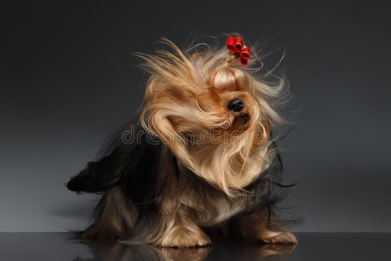 Yorkshire Terrier hund som skakar hans huvud på den svarta spegeln arkivbild Yorkshire Terrier hund som skakar hans huvud på den svarta spegeln arkivbild