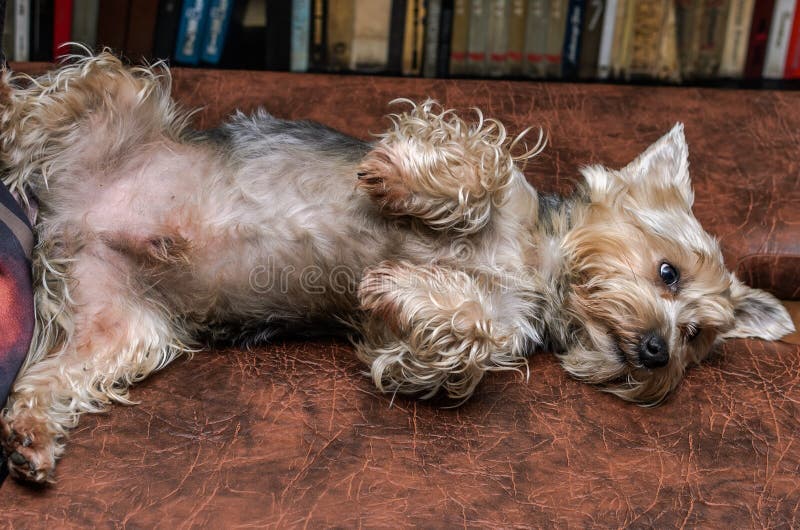 Yorkshire terrier incantante della razza del cane fotografia stock libera da diritti Yorkshire terrier incantante della razza del cane fotografia stock libera da diritti