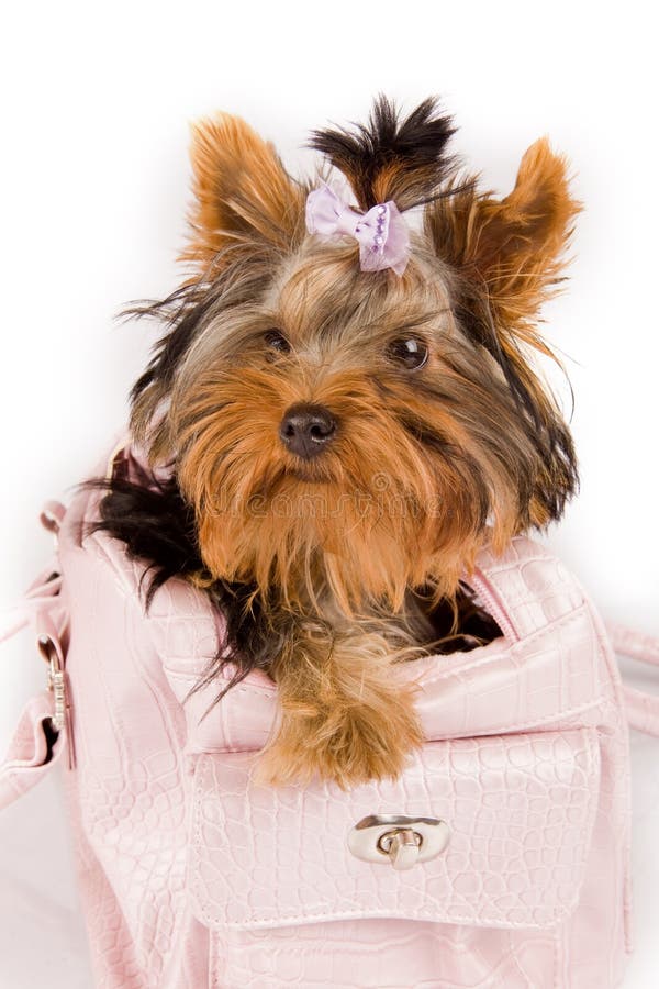 Yorkshire terrier inside the bag