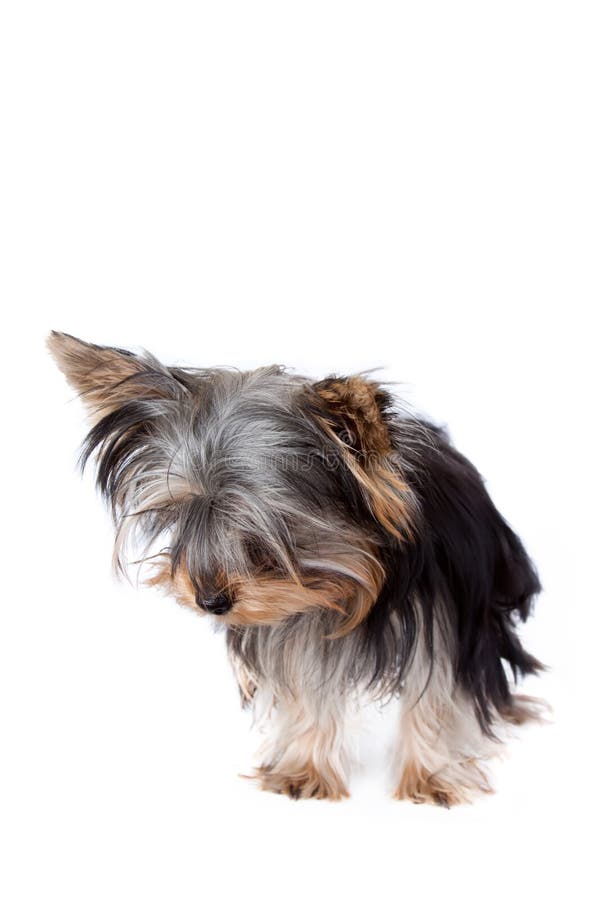 Yorkshire terrier looking down at the bottom of the frame, against a white background. Single mini stock images, royalty-free photos and pictures