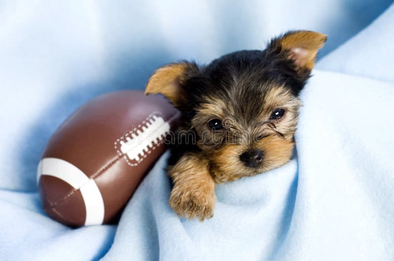 Yorkshire Terrier Male Puppy with Football