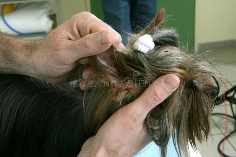 Untersuchen Sie Die Prüfung Der Ohren Eines Schäferhundhundes Stockfoto