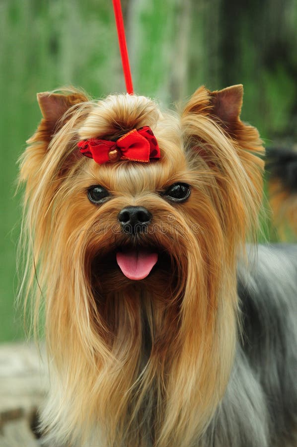 yorkie muzzle barking