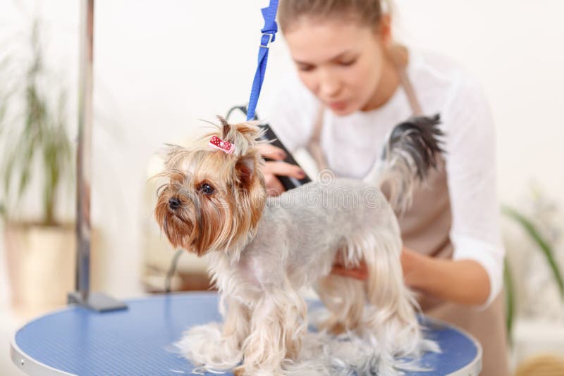Yorkshire terrier nel corso del governare fotografia stock libera da diritti Yorkshire terrier nel corso del governare fotografia stock libera da diritti