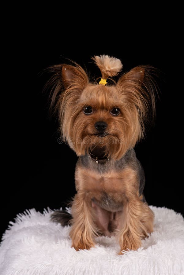 Yorkshire terrier no fundo preto foto de stock royalty free Yorkshire terrier no fundo preto foto de stock royalty free