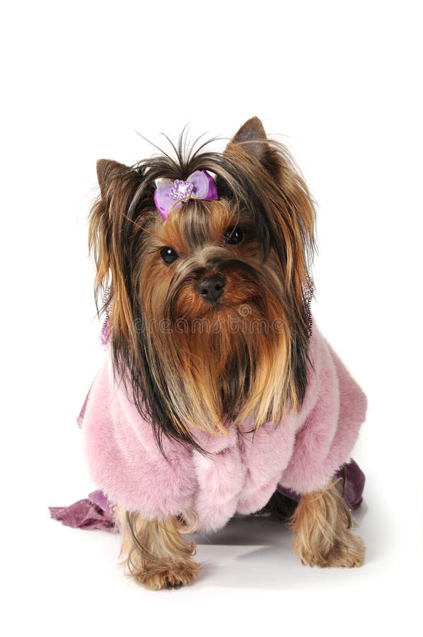 yorkie coat