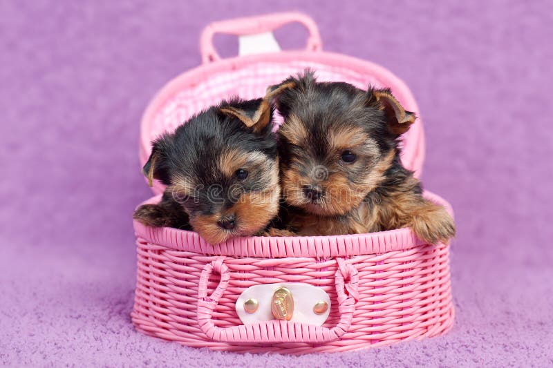 Yorkshire terrier puppies royalty free stock image