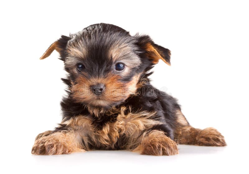 How Long Does It Take For Yorkie Puppies To Open Their Eyes