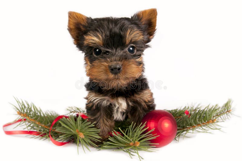 Yorkshire terrier puppy