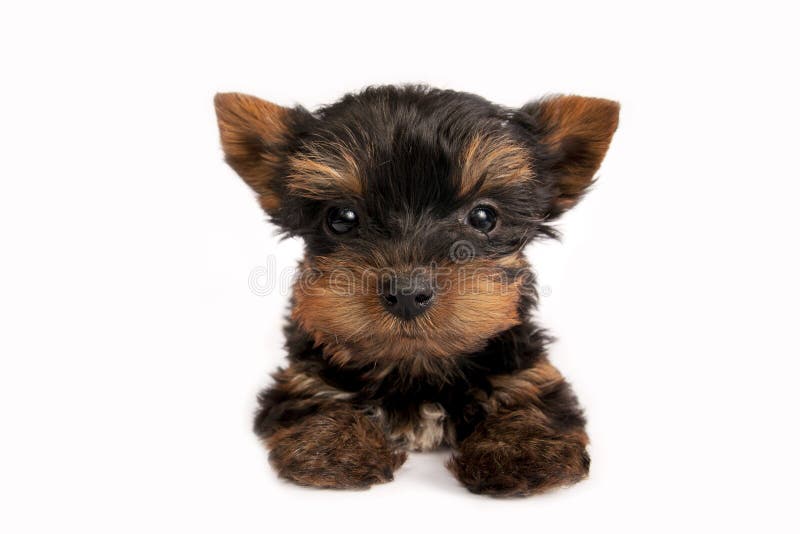 Yorkshire terrier puppy