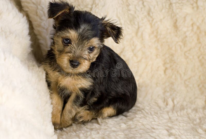 Yorkshire Terrier Puppy