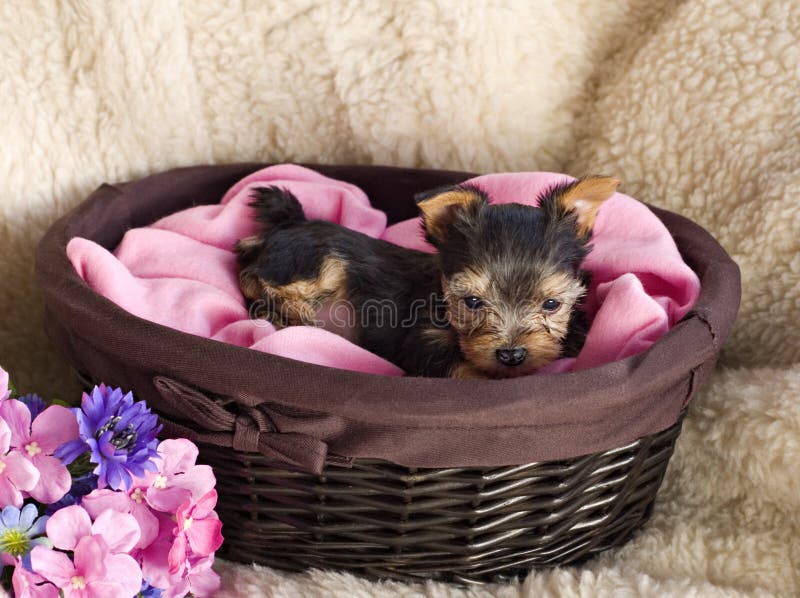 Yorkshire Terrier Puppy in Basket