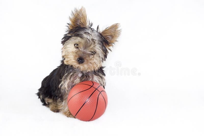 Yorkshire Terrier Puppy with Basketball