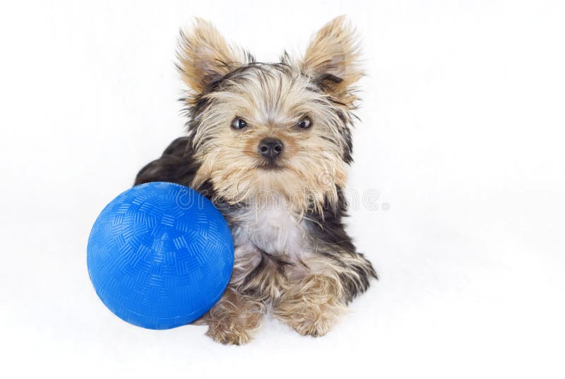 Yorkshire Terrier Puppy with Blue Ball