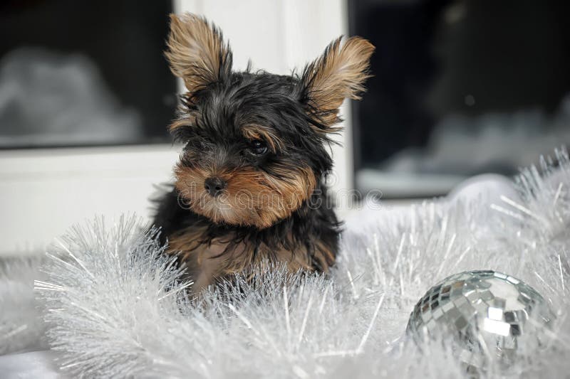 Puppy Yorkshire Terrier Gift Box Stock Photos Download 169