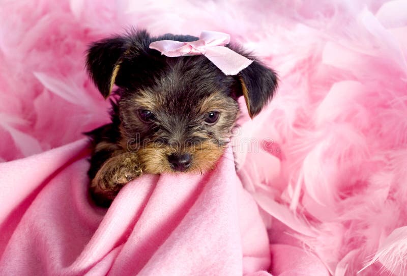 Yorkshire Terrier Cucciolo di masticare rosa coperta con fiocco rosa e boa di piume, carino, sfondo, spazio.