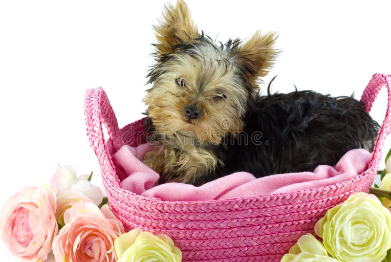 Yorkshire Terrier Puppy in Pink Basket