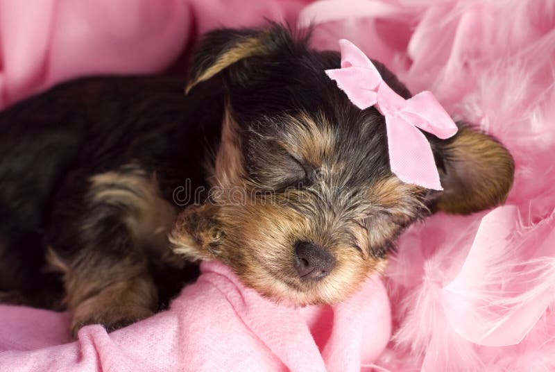 Yorkshire Terrier Puppy Sleeping Closeup