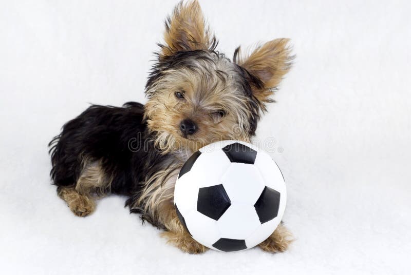 Yorkshire Terrier Puppy with Toy Soccer Ball