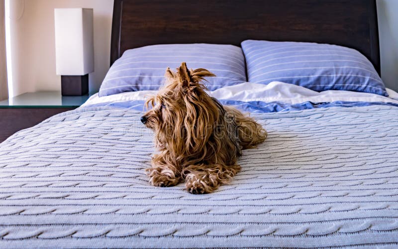 Yorkshire Terrier Relaxed on His Owner`s Bed Stock Photo Image of pretty, hair 113083364