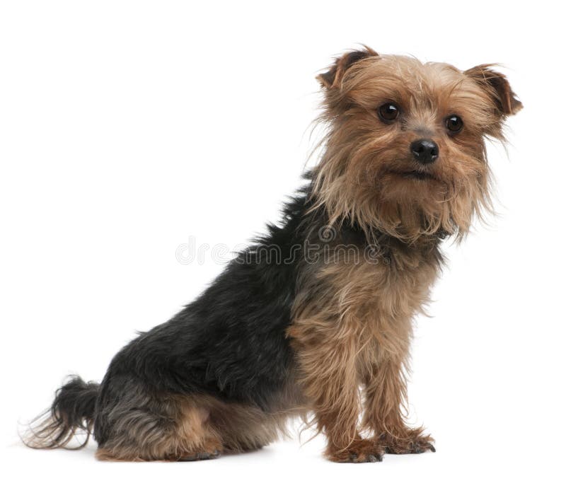 Yorkshire terrier, side view, looking away royalty free stock images