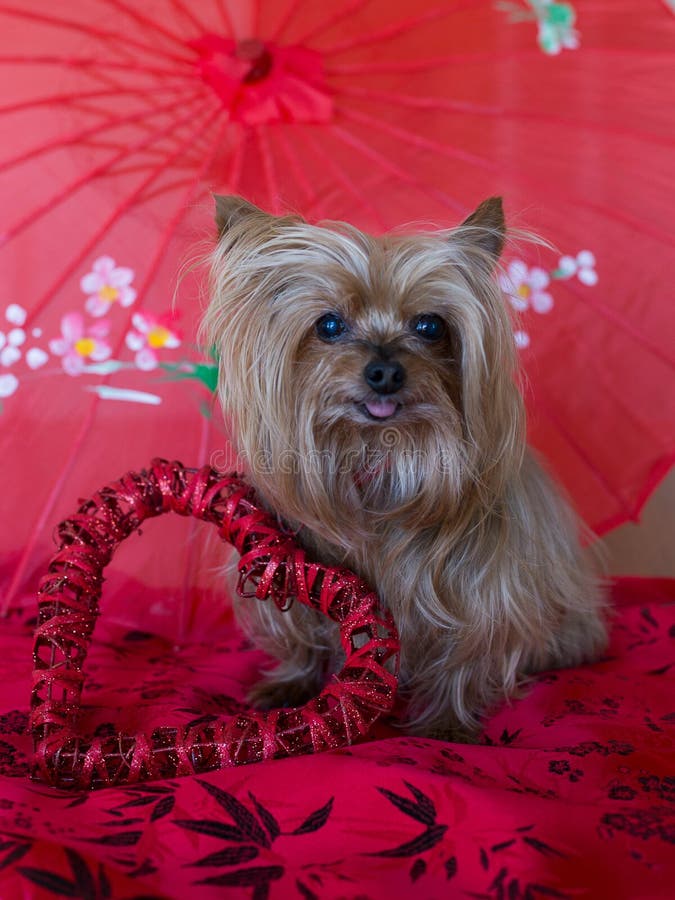 Yorkie Umbrella- PInk Yorkie Umbrella- PInk