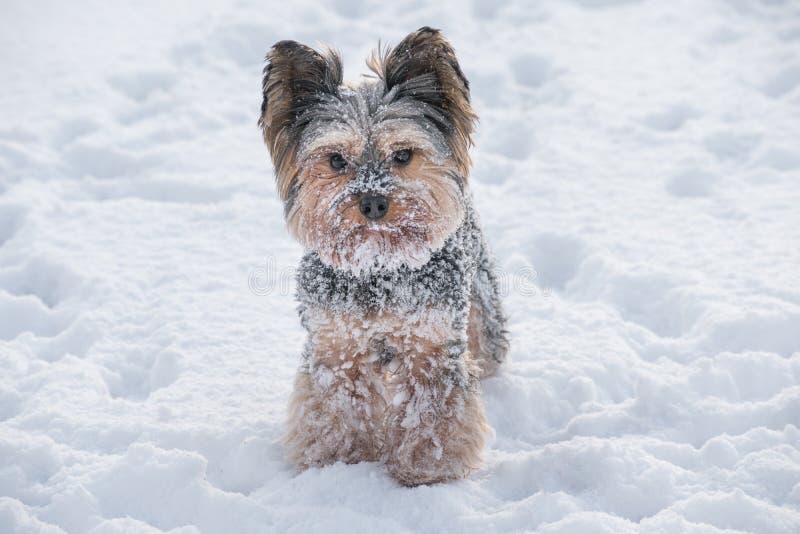 Are Yorkies Good In Cold Weather
