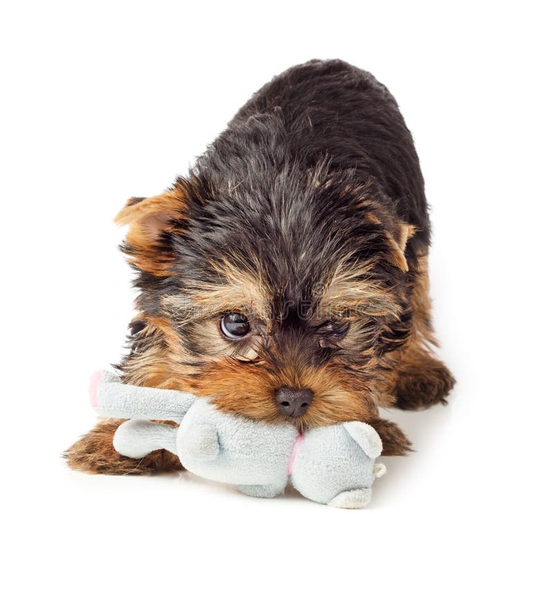 Yorkshire Terrier szczeniak bawić się z zabawką zdjęcia royalty free Yorkshire Terrier szczeniak bawić się z zabawką zdjęcia royalty free