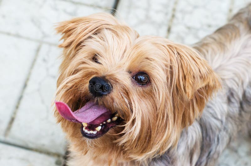 Yorkshire Terrier on the walk