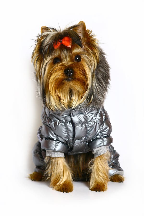 clothes for yorkshire terriers