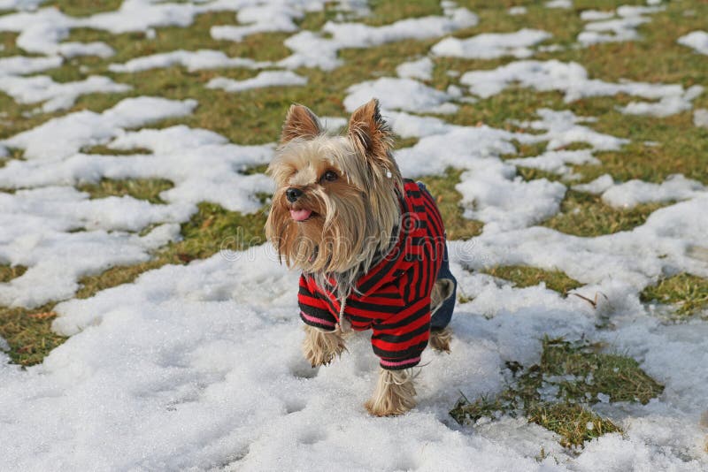 Yorkshire Terrier in Winter Garb Stock Image Image of baby, adorable