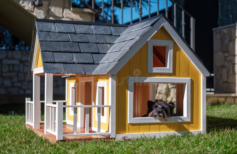 Yorkshire Terrier in a Yellow Dog House Stock Photo Image of obedient