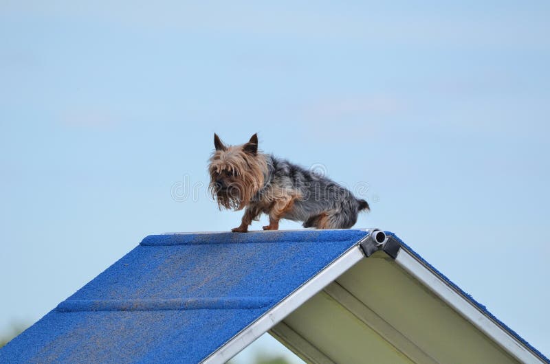 Yorkshire Terrier (Yorkie) at a Dog Agility Trial Stock Photo Image of outside, frame 69295692